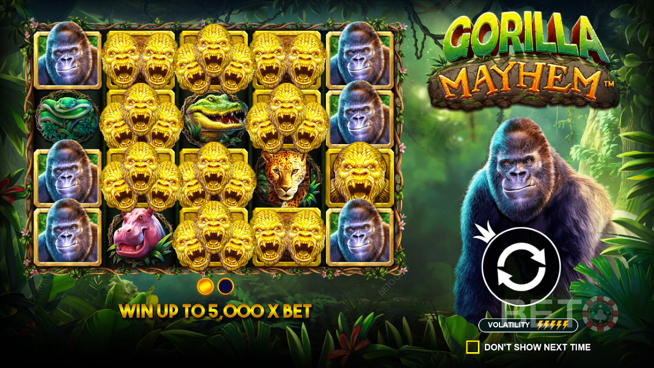 Golden Gorilla sümbolid mängivad Gorilla Mayhem mänguautomaadis olulist rolli.